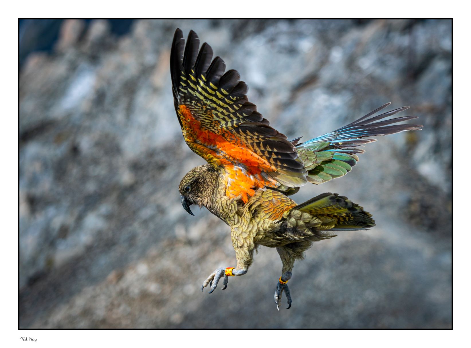 Kea - New Zealand alpine parrot perched on a mountain summit